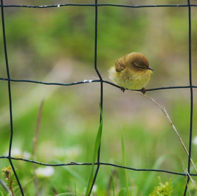 callenverdon's tweet photo. A warbler but not sure if it is a wood or garden warbler. Any ideas?
#warbler #whichbird #verdon #birds #birdsofinstagram #gardenbirds #gardenwarbler #woodwarbler #naturephotography #wildlifephotography #birdwatching #riez https://t.co/Wh4pPw5fWq https://t.co/Z3C2oHedJV