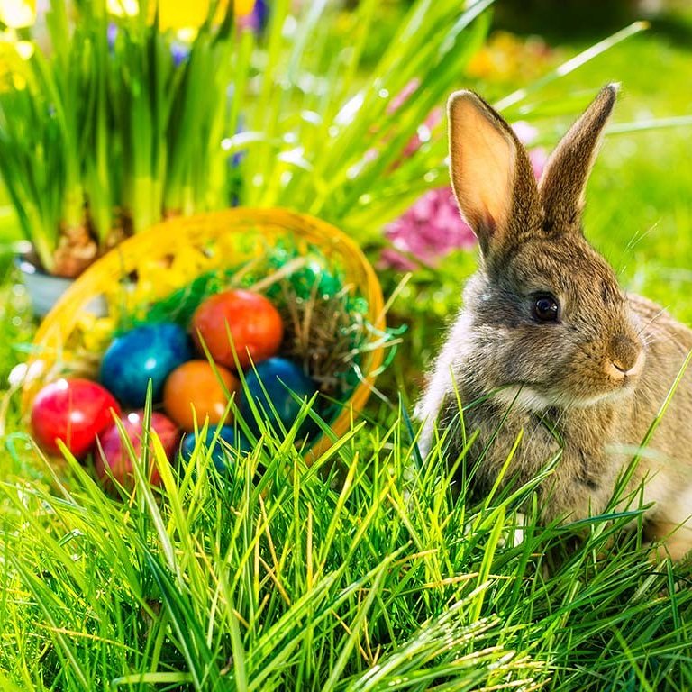 haass_k's tweet photo. Wir vom Team Haaß wünschen Euch allen ein tolles Osterfest bei hoffentlich frühlingshaften Wetter!!!

#Ostern #Frühling #Ostereier #MeisterLampe #Osterhase #haaßhaustechnik #Mönchengladbach #Düsseldorf #Wochenende https://t.co/dX0duedmIk