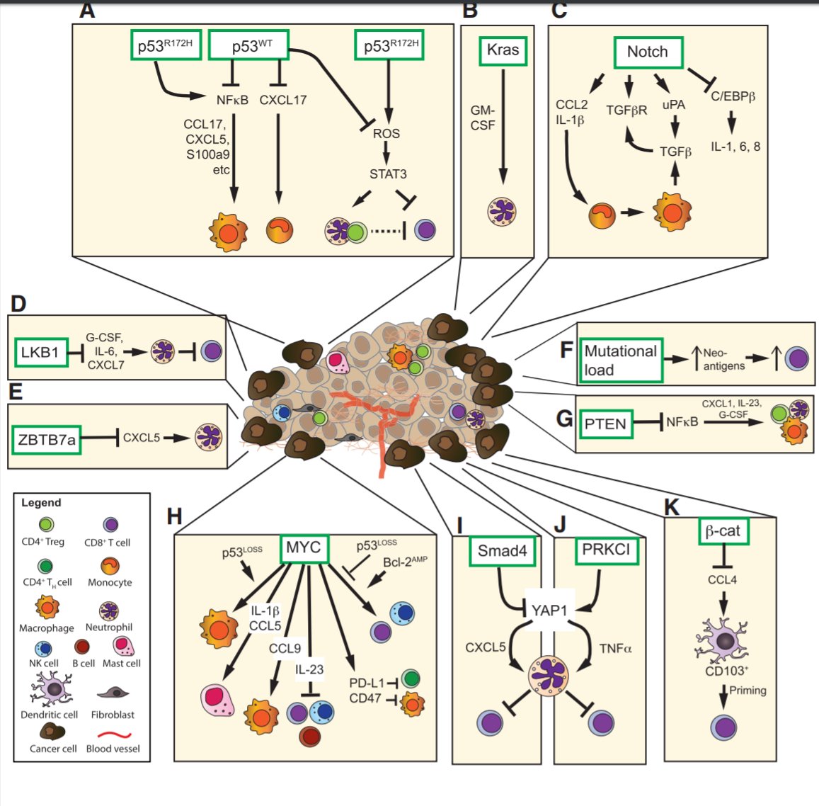 jsoriamd's tweet image. Genetic aberrations in cancer cells dictate the immune contexture of tumors
A must read
…-ncbi-nlm-nih-gov.iscape.idm.oclc.org/pubmed/29562192