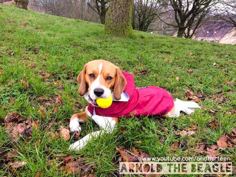 arnoldthebeagle's tweet photo. After the rain 😜 #beagle #arnold #puppy #puppylove #doggy #dogsoftwitter #doglovers #cute #funny #spring #rain #cuteanimals #CutenessOverload #love #followme https://t.co/Xvldkr3Ldg