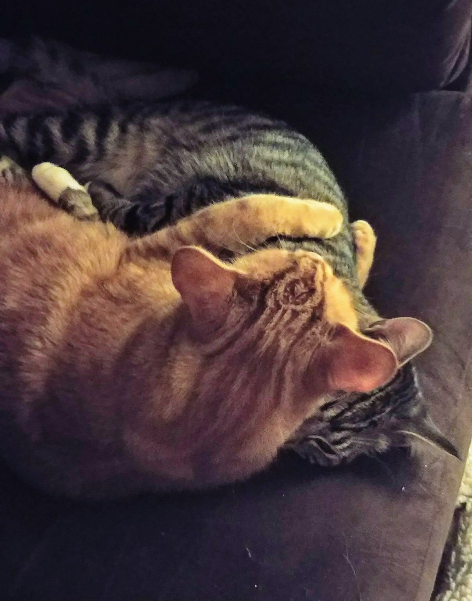 thekittensthree's tweet photo. Agressive snuggling. Nova wasn't a huge fan. https://t.co/2olVdqoIyP