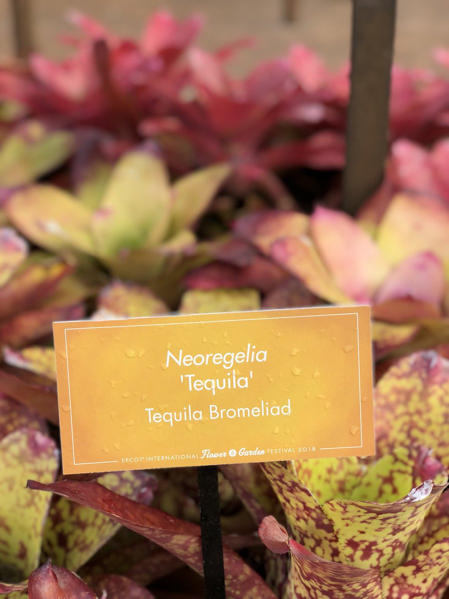 senoritalacava's tweet photo. I learned something new today, in front of @chozamargarita we have #tequila and #guacamole bromeliads thanks to #flowerandgardenfestival #EPCOT #mexico https://t.co/lYN4tLNGEm