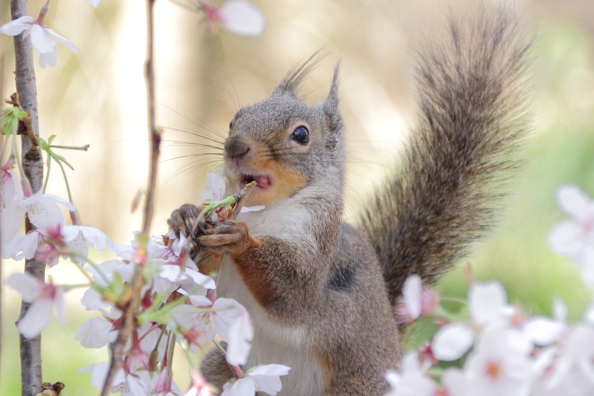 あにまるまにあ Twitter પર リスたちにとって 桜は見るものではなく食べる 飲む ものだという事を教えられた W 井の頭自然文化園