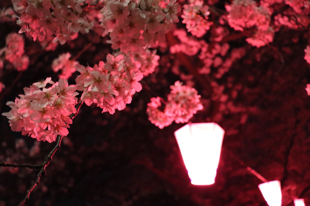 oorcpp's tweet photo. 幸手市の権現堂行ってきました！桜を楽しみながらバイクも眺めるお花見はまた格別ですね笑 https://t.co/leHMjkmZpw