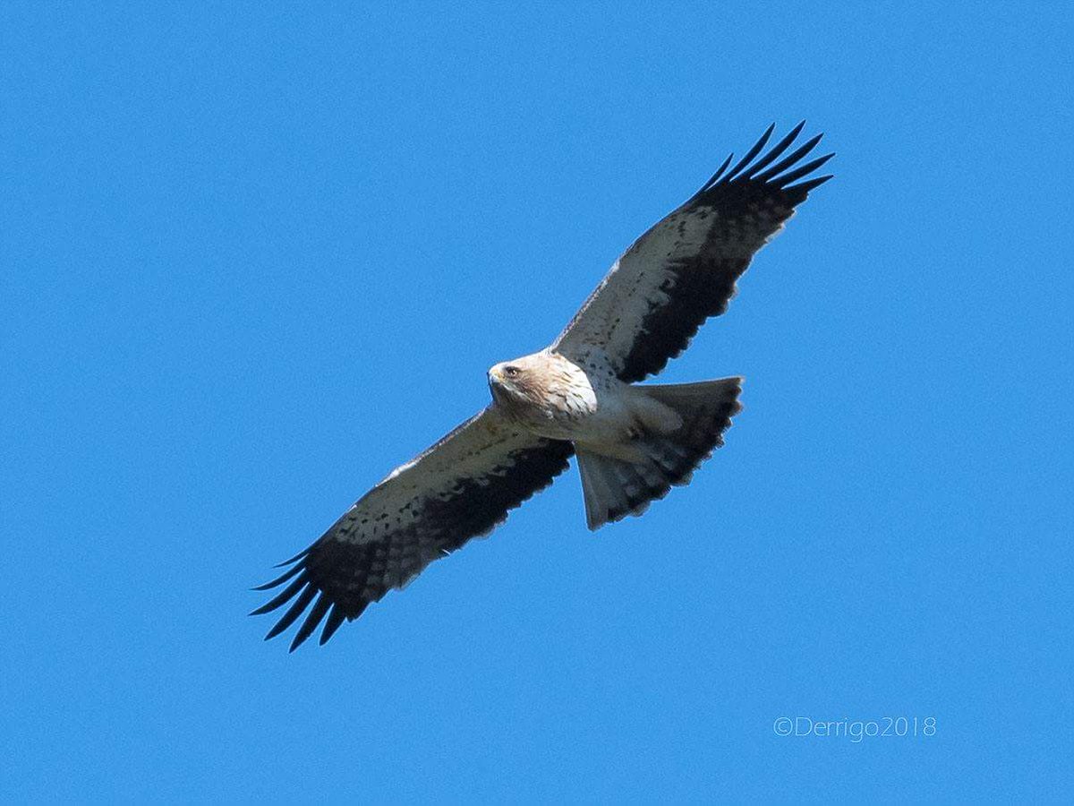 MidMedFlyway's tweet photo. Booted Eagle observed this morning at the Strait of Messina #ornithology #birding #Raptors #Birds https://t.co/V2c2BGiEHs