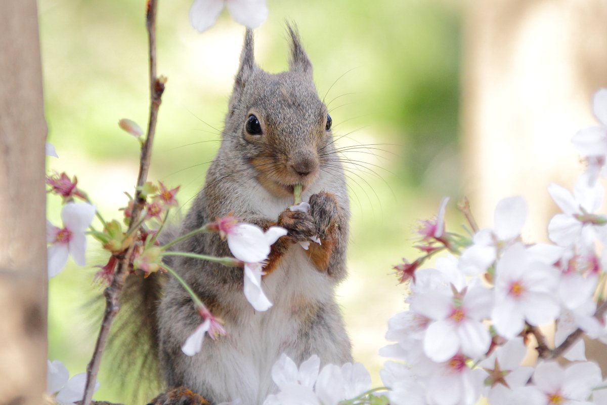 あにまるまにあ Twitter પર リスたちにとって 桜は見るものではなく食べる 飲む ものだという事を教えられた W 井の頭自然文化園