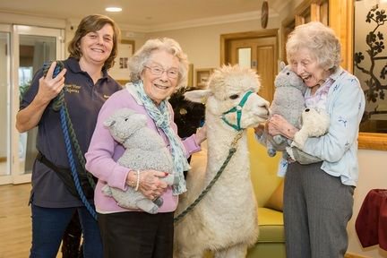 carehome_co_uk's tweet photo. A group of alpacas have been touring care homes in Bournemouth, Poole and Edinburgh, bringing comfort to residents with dementia. https://t.co/GvxNZV0Uuk https://t.co/P84PaXRM5f
