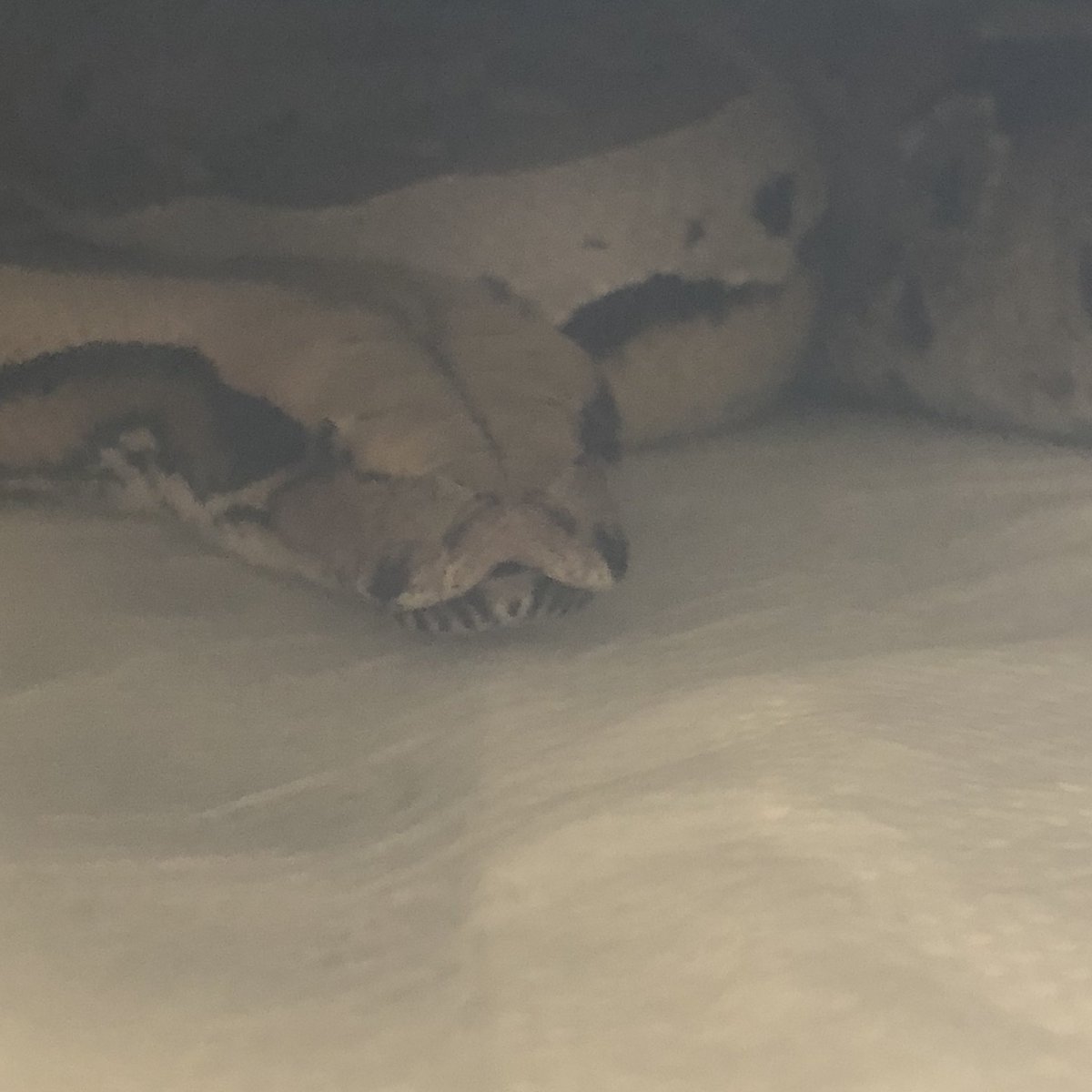 pierce_panic's tweet image. 1枚目が普通のブラッドパイソンの鼻。
2枚目が小さい頃に荒い性格して、飛び過ぎたら真中の鱗が落ちてしまった鼻。
2枚目はアホです。
#snake #python #shorttailpython #bloodpython #reptile #蛇 #爬虫類 #パイソン #ブラッドパイソン