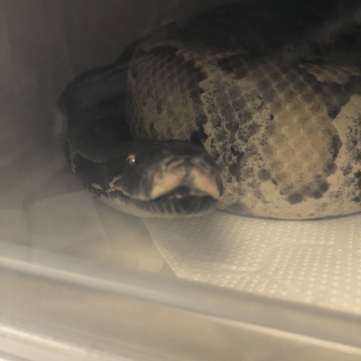 pierce_panic's tweet image. 1枚目が普通のブラッドパイソンの鼻。
2枚目が小さい頃に荒い性格して、飛び過ぎたら真中の鱗が落ちてしまった鼻。
2枚目はアホです。
#snake #python #shorttailpython #bloodpython #reptile #蛇 #爬虫類 #パイソン #ブラッドパイソン