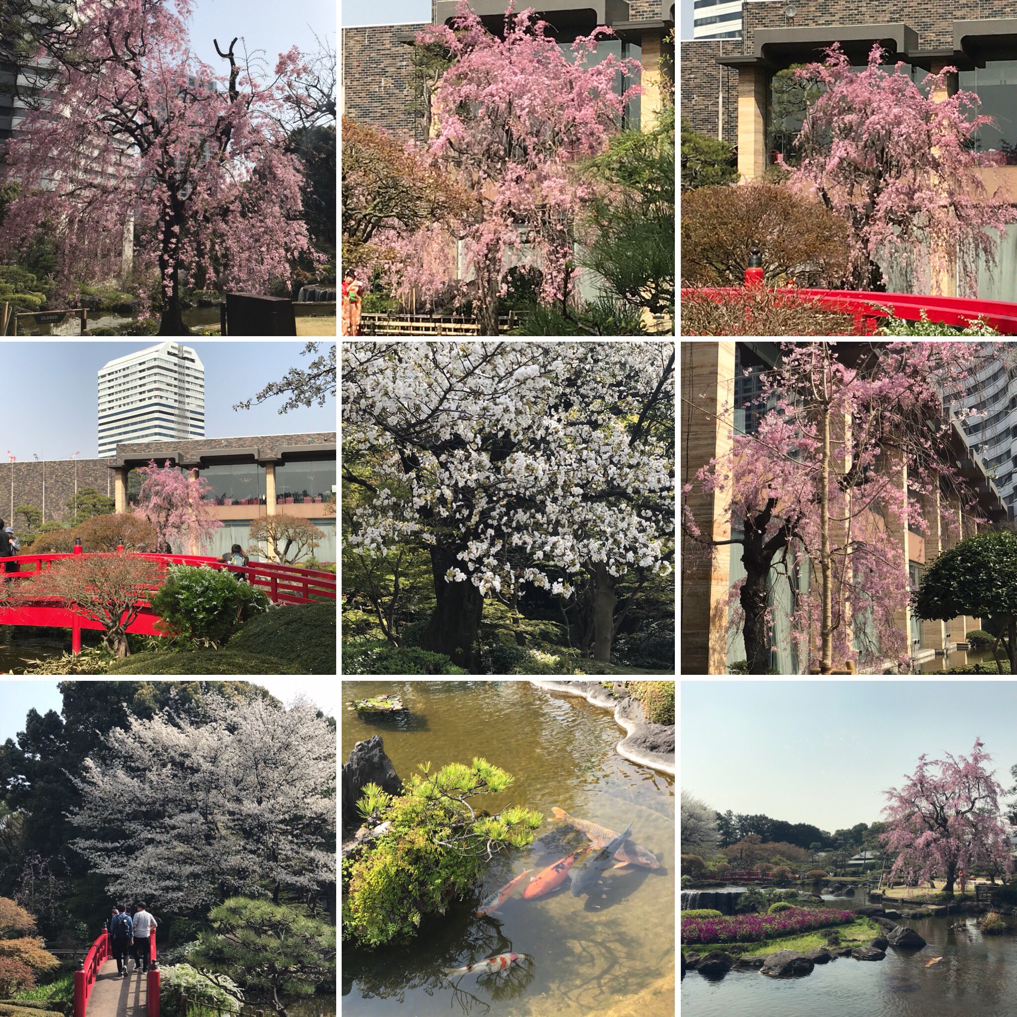 カフェスタイル ホテルニューオータニの日本庭園 ライトアップの夜景も良いけど 昼間も素敵です 特に桜の時期は最高 ホテルニューオータニ ホテルニューオータニ東京 ホテルニューオータニ日本庭園 ニューオータニ ホテル 日本庭園 日本