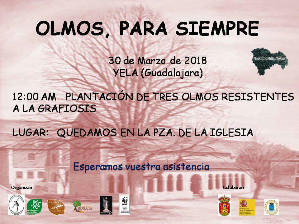 OlmosGuada's tweet photo. #SemanaSanta completita de plantaciones de #olmos resistentes a la #grafiosis en la provincia de #Guadalajara: mañana en #Yela y pasado mañana en #Brihuega. ¡Os esperamos! 🌳🌳🌳🌳🌳🌳 https://t.co/rWdtAB7nWn