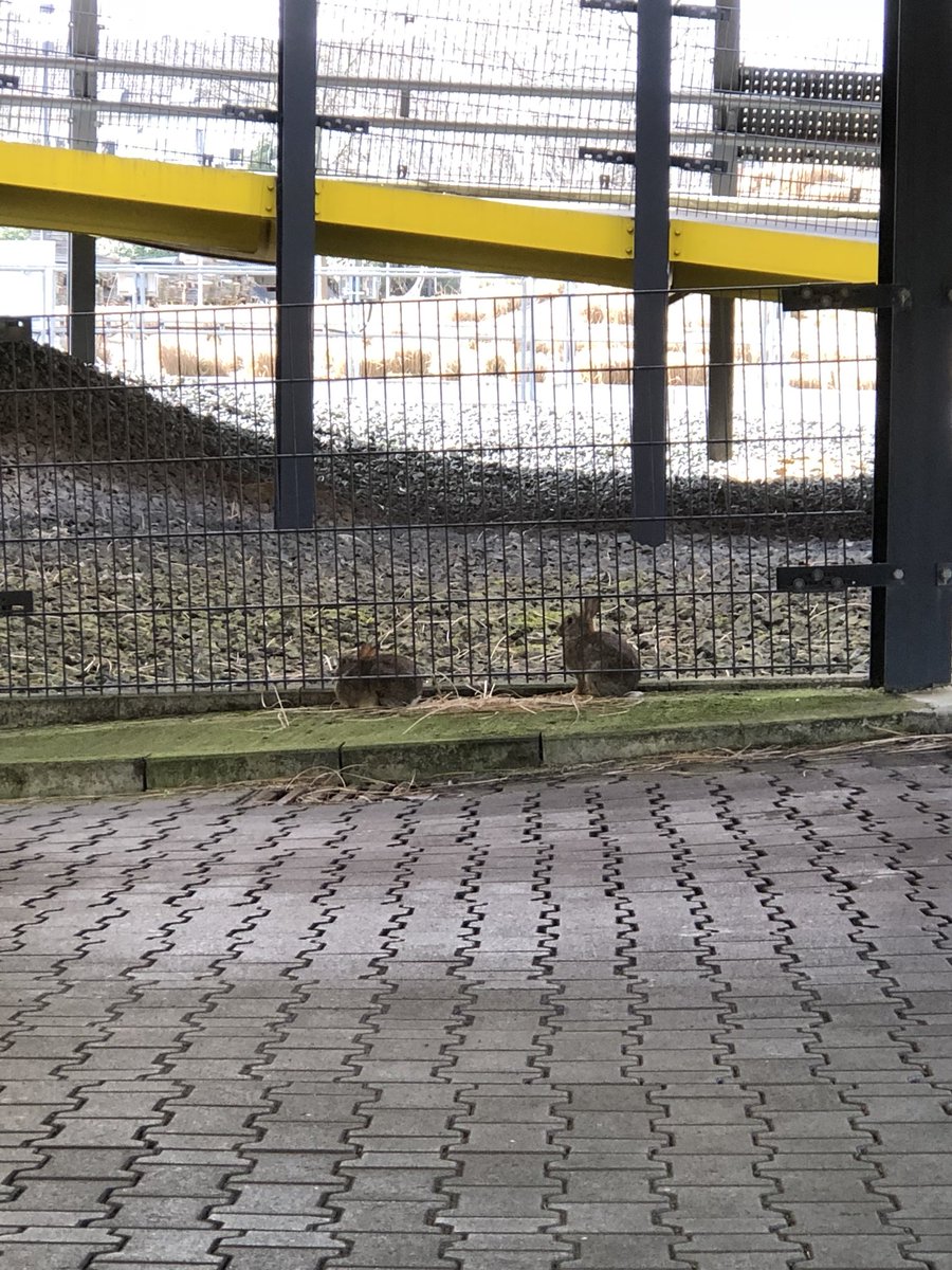 Daniel Vollmann tweet media