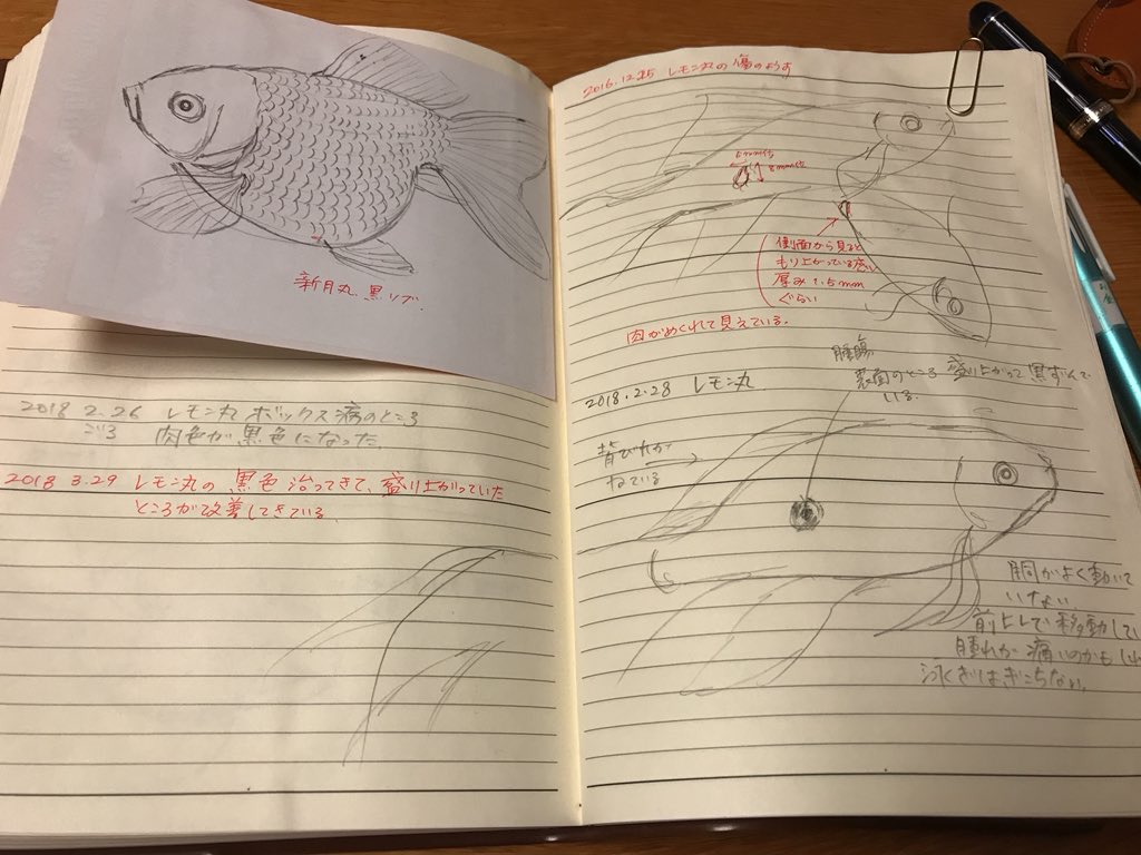 𝕟𝕪𝕠𝕣𝕠𝕣𝕠 洋服を自作する おさかな観察 レモン丸 16年の秋ぐらいからボックス病という症状があってウロコが剥がれて肉が盛り上がっていた ノートに記録してたんだけど先月黒い血豆 みたいなやつができていたのが 今日見たら血豆はかなり治ってき 𝕟𝕪𝕠𝕣𝕠𝕣𝕠 洋服を自作する おさかな観察 レモン丸 16年の秋ぐらいからボックス病という症状があってウロコが剥がれて肉が盛り上がっていた ノートに記録してたんだけど先月黒い血豆 みたいなやつができていたのが 今日見たら血豆はかなり治ってき