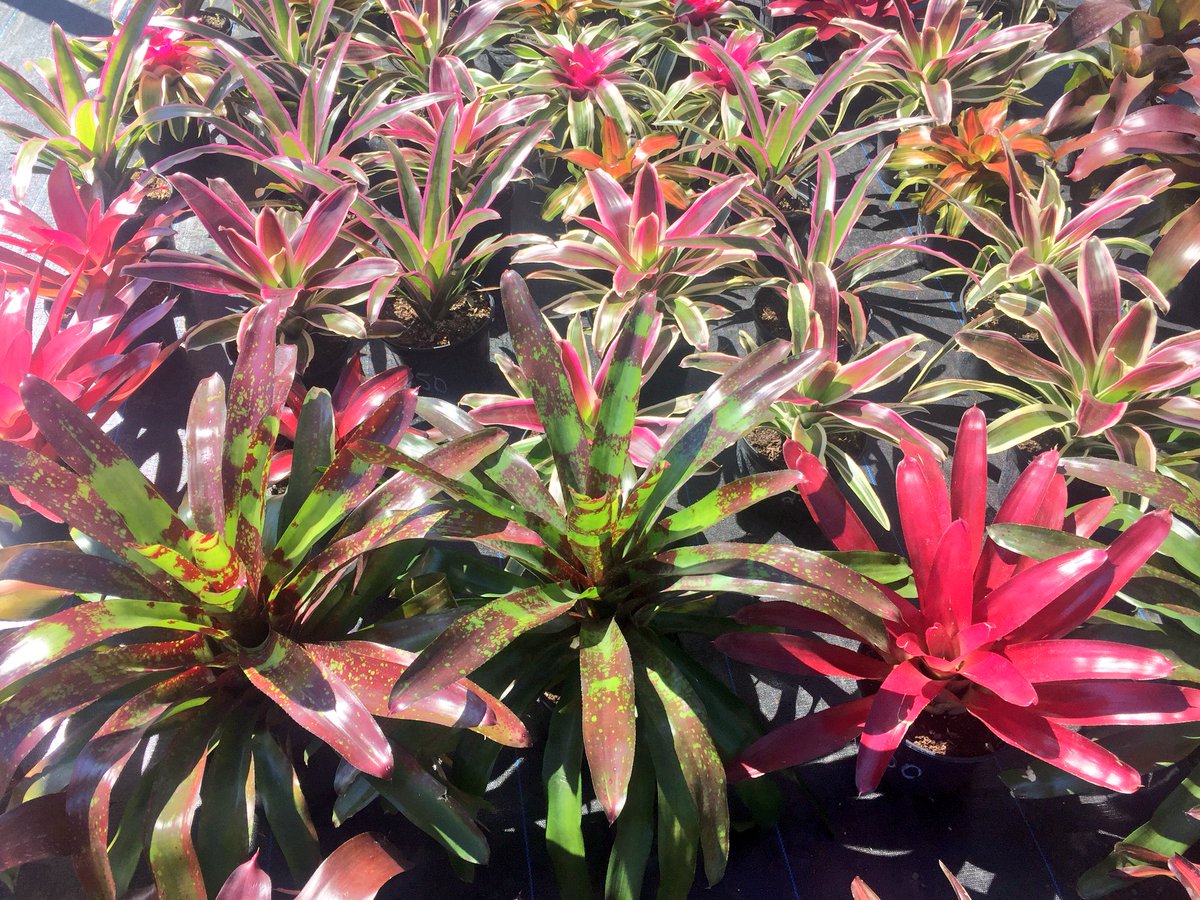 tc_nursery's tweet photo. Beautiful Bromeliads, Palms, Lychee Tree &amp; variety of plants  are now available 😍 Come and check it out!!
16650 Griffin Rd Southwest Ranches FL. Se habla español. https://t.co/gpfUCijIf3