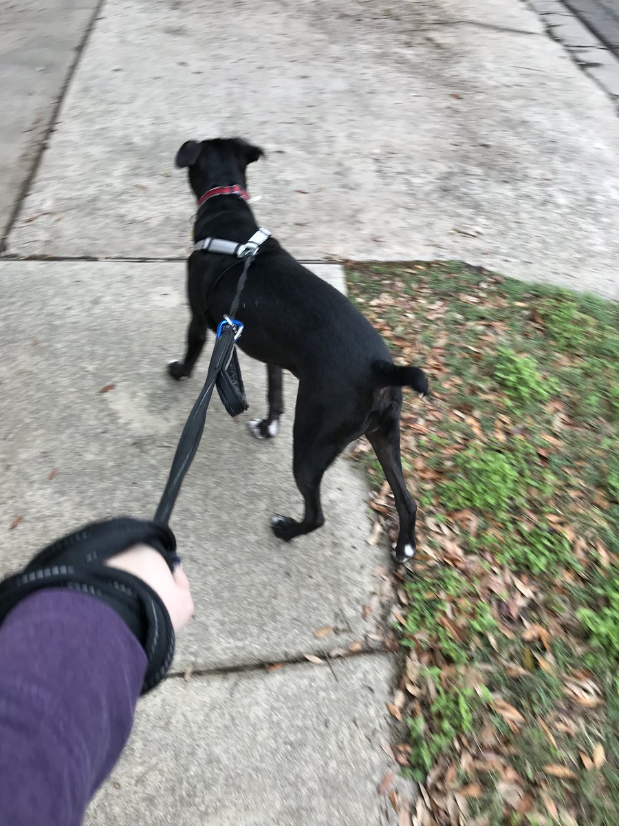 The_Data_Lady's tweet photo. Nothing like an early morning walk with SirPullsALot to clear out the cobwebs after a spring cold. https://t.co/04Wl07EdqX