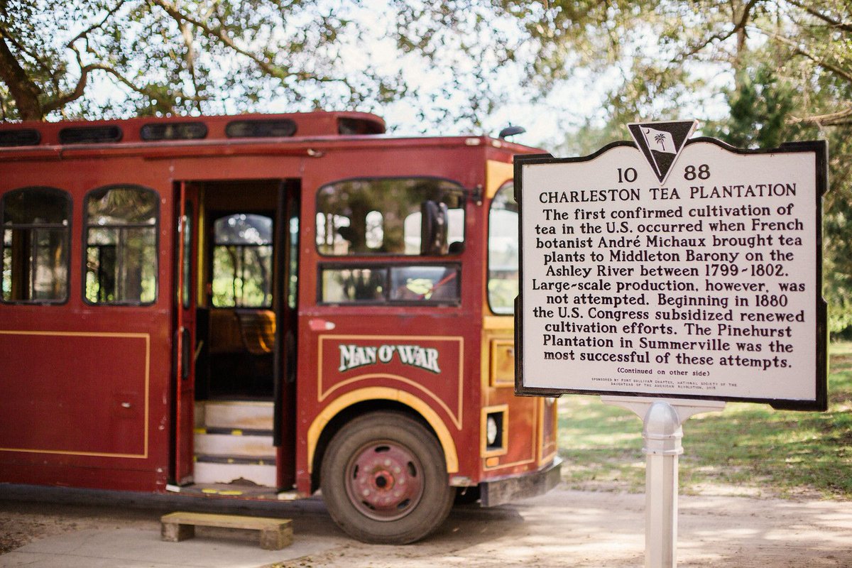 charleston_tea's tweet image. This #TBT, we’re throwing it all the way back to 1799 when the first tea plants arrived in America. Come visit our plantation to learn more about the history of our favorite leaves! #exploreSC #charlestonteaplantation  

📷 : @philipcaseyphoto
