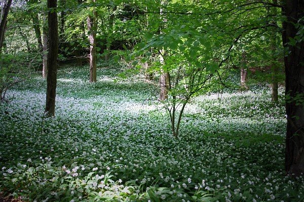 Spring Forays 2018 - mailchi.mp/9cbc83f01060/s…