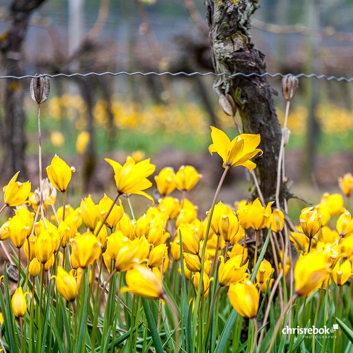 ChrisRebok's tweet photo. Blühen sie denn schon wieder, die #Weinbergstulpen in der Domäne Castell? Diese wunderschönen Frühlingsboten sollte man unbedingt mal gesehen haben. Wo im @WeinlandFranken wachsen denn die noch? @Wein_Charakter @frankenwein #frankenwein #franken #weinfotografie #chrisrebok https://t.co/lEmABybzE5