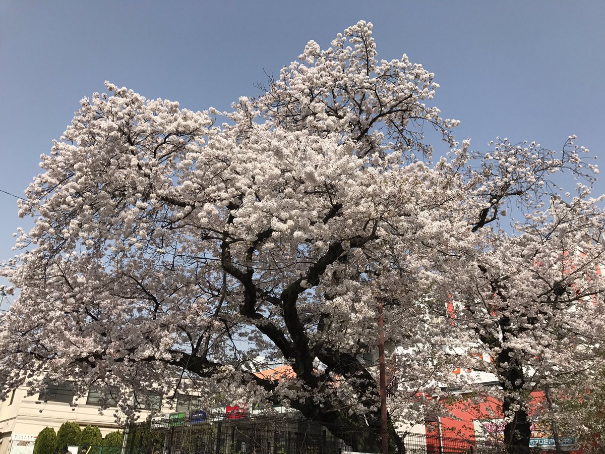 hiroppied's tweet photo. 京王線沿線の桜🌸
1枚目から
・聖蹟桜ヶ丘
・高尾
・京王八王子
・桜上水 https://t.co/imB16zbXah