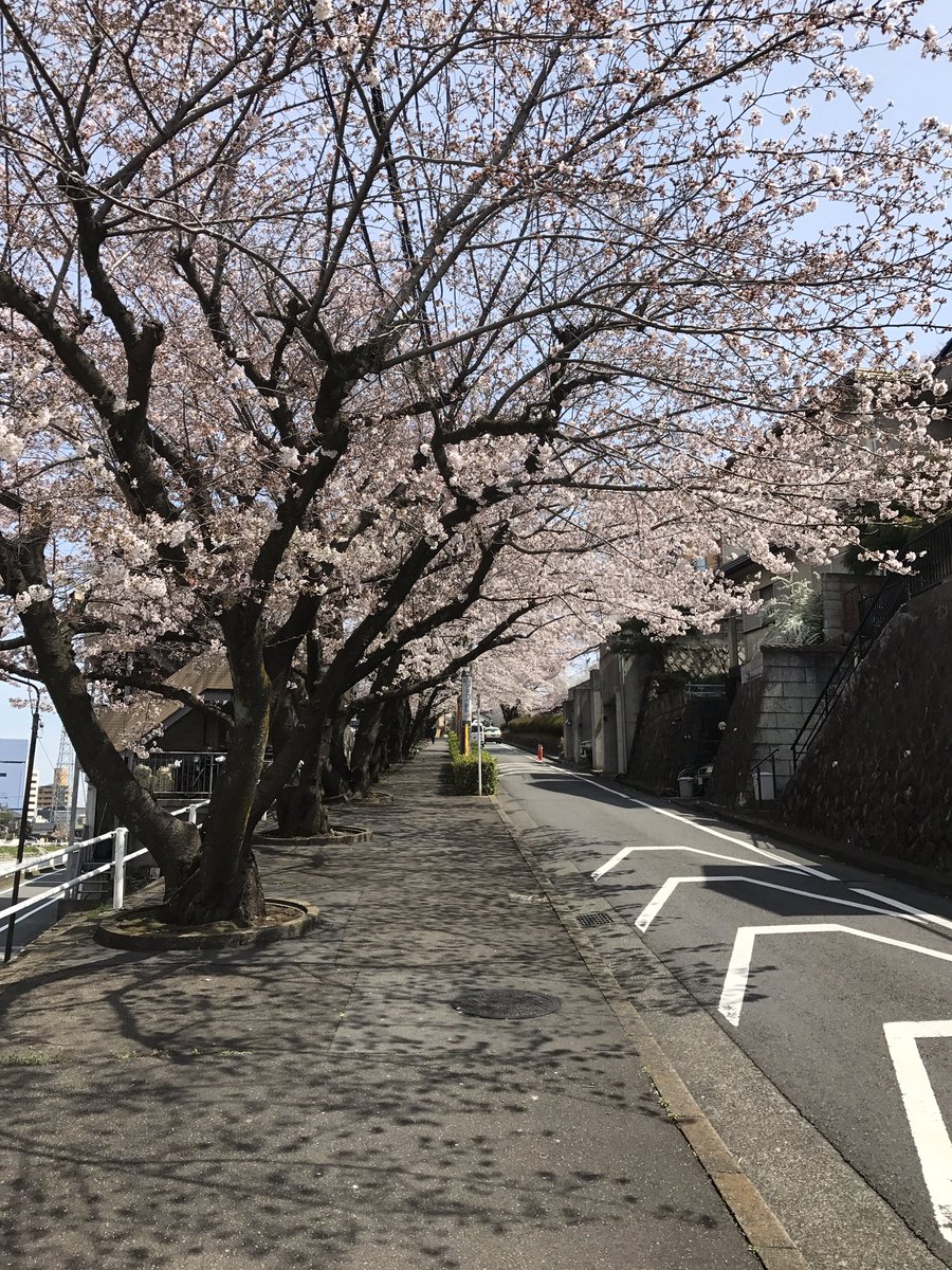 hiroppied's tweet photo. 京王線沿線の桜🌸
1枚目から
・聖蹟桜ヶ丘
・高尾
・京王八王子
・桜上水 https://t.co/imB16zbXah