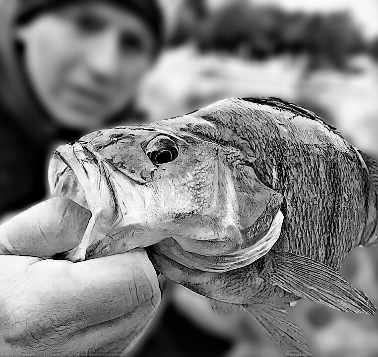 StreetfishingL's tweet photo. Thames perch! 
#sfl #streetfishinglondon #nothingbutfishing #lurefishing #ukfishing #uklurefishing #urbanfishing #streetfishing #londonfishing #softlure #hardbait #instafishing #seabassfishing #saltwaterlurefishing #perchfishing #pikefishing #riverfishing #canalfishing https://t.co/fADZTG5Q35