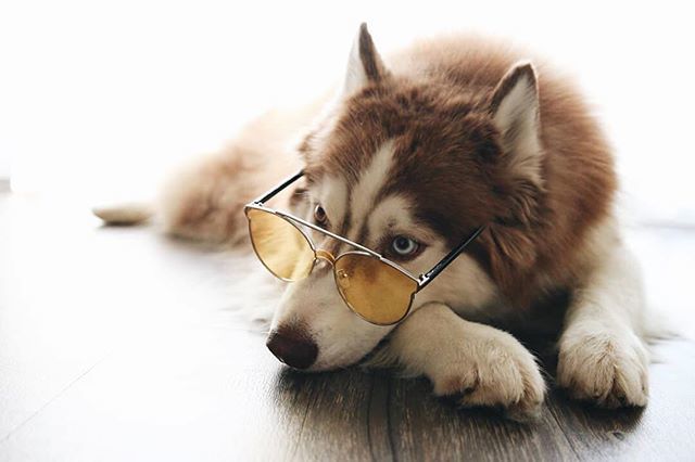 TIJN Eyewear tweet media