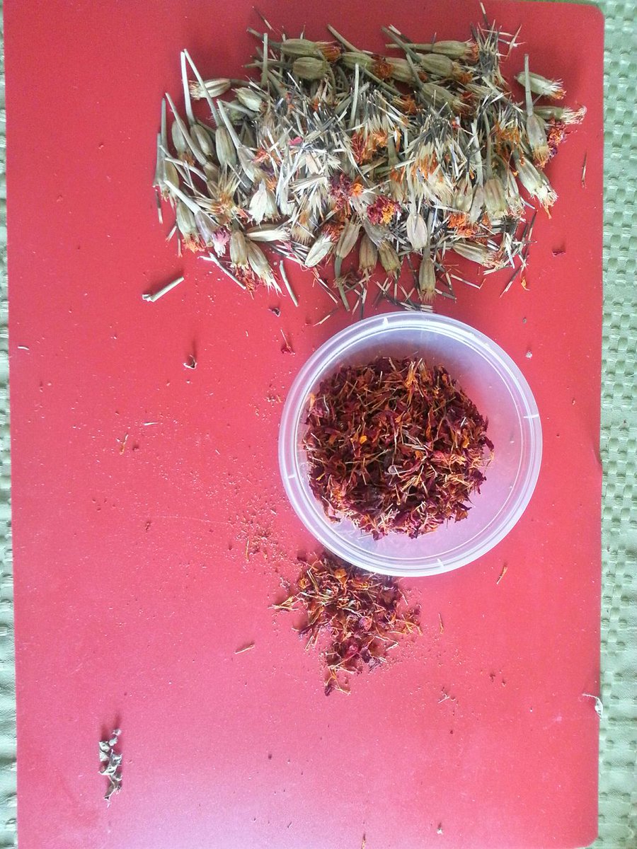 wanderin_soap's tweet photo. Marigolds from my garden. Being prepared to put in an amazing soap. Calendula the other name for this flower, is not just for tea.
 #naturalsoap #nopalmoil #marigold #flowers #mothersdaygifts #calendula https://t.co/VZudU5oiAT