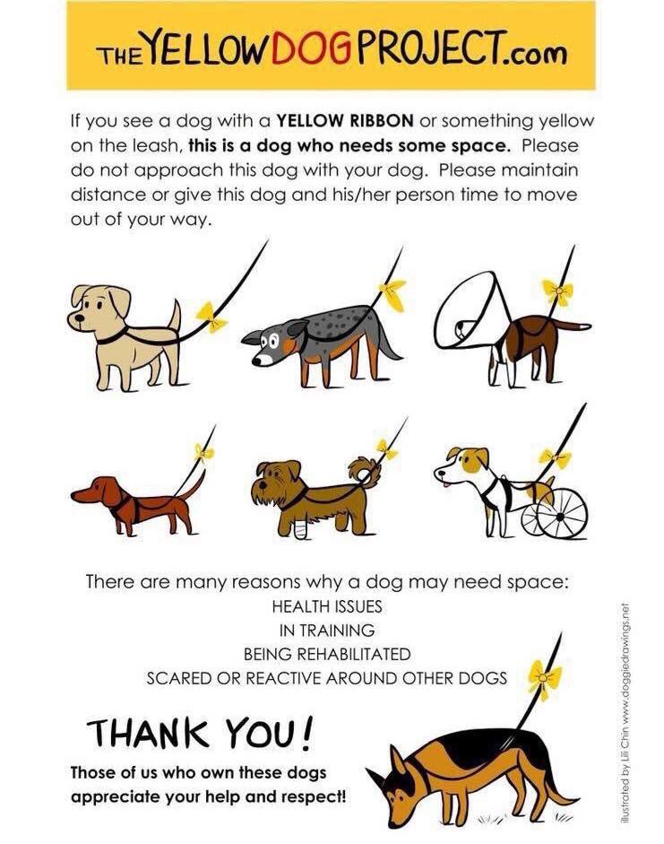 PrincessAvaBiso's tweet photo. If you see a dog w/ a yellow ribbon... please be respectful and make sure you givevthat dog space! Thank you The Yellow Dog Project!🌼
#PrincessAvaBisou #PrisonertoPrincess #puppymillsurvivor #theyellowdogproject #dogsofinstagram #dogsoftwitter https://t.co/dVCfabq5X7