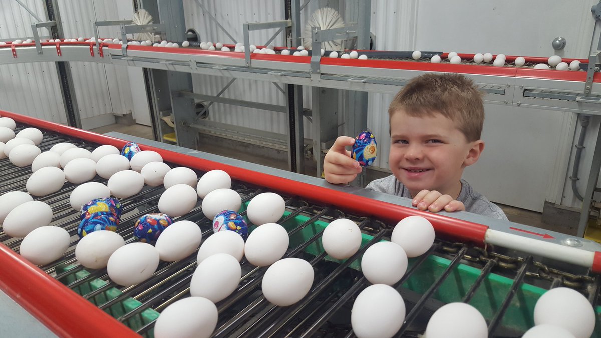 The hens must be getting Egg-cited for Easter! #EasterEggs #oeffseggs #manitobaeggs #eggfarmers  <a href="/BurnbraeFarms/">Burnbrae Farms</a>