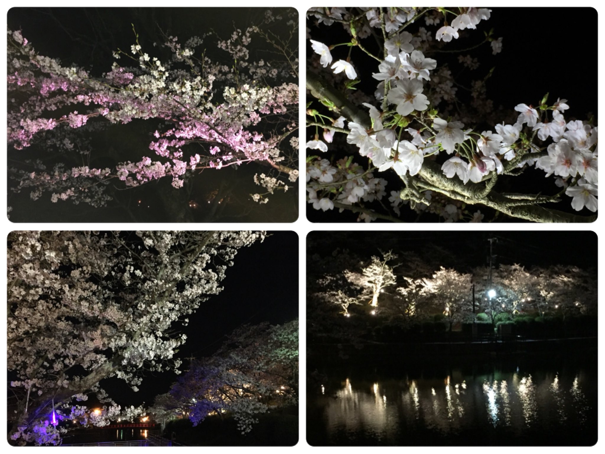 夜桜ツーリング Twitter Search Twitter