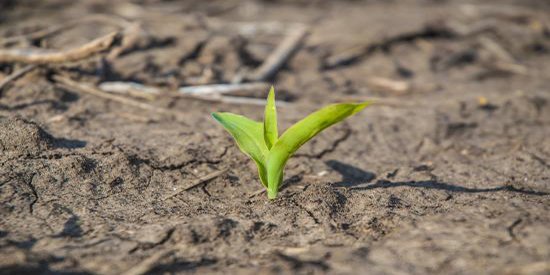 GldnHarvest's tweet photo. While we look ahead to #plant18, Midwest farmers may be late planting due to weather. https://t.co/p5Qk47QLNj https://t.co/ZTonS0KAaG