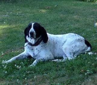 Chili is a 3 y/o old Blue Tick/Tree Walker Hound mix looking for a loving home. If you think that someone may be you or you know of someone who would enjoy Chili’s loving companionship, please contact Jackie at dartmoutheastrehome@gmail.com or call at 1-855-336-4226 pls share!