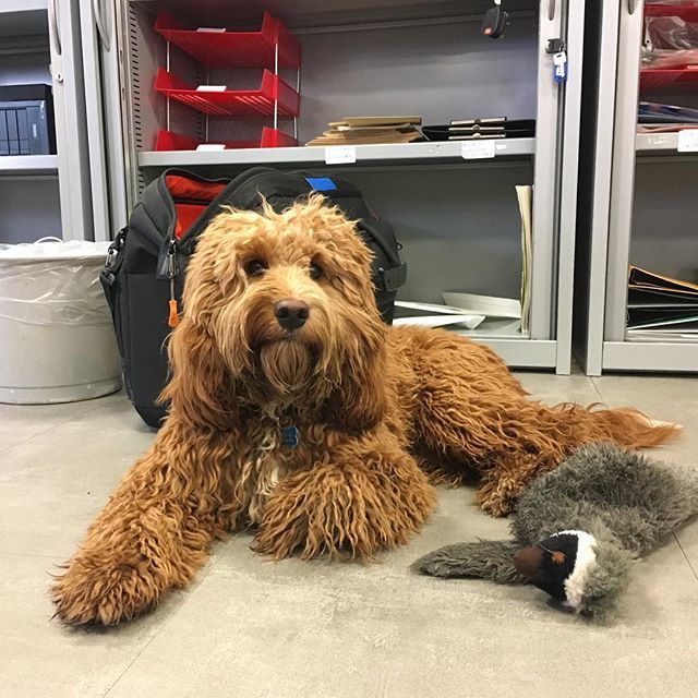 Switchd_UK's tweet image. Whaddup 🐦 #OfficeDog #TVdog #FirecrackerFilms ift.tt/2IhxB3c