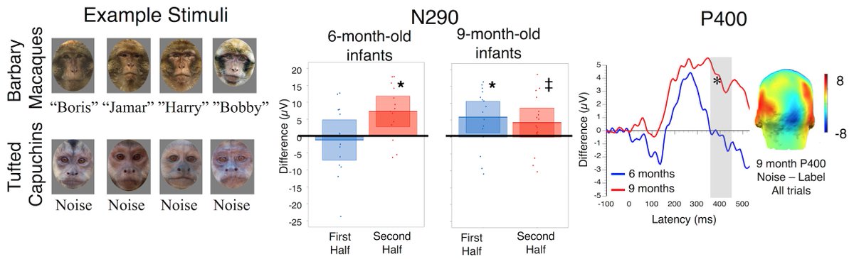 lisascottbcd's tweet photo. Our latest @bcdlab infant ERP paper in Vision Research w/ @RBarryAnwar &amp; @HolisticHillz!  Infant brains discriminate face-name from face-noise pairs but 6- and 9-month-olds do so differently. Younger infants required more exposure. @UFPsychology @UF_CLAS https://t.co/gXJEDHoTew https://t.co/ENsDzYt4hl