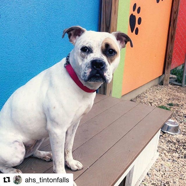 kaylamarie413's tweet photo. Regrann from wheresmycastle - #Repost ahs_tintonfalls with get_repost
ใปใปใป
We love this girl!!! And sheโs dog friendly!!!!! Stop in and meet Roxy!!!!! #adoptdontshop #adoptabledogs #dogs #shelterdogs #rescue #adopt #adoptnj #humanesociety - #regrann https://t.co/w7c8w2nR1s https://t.co/5dcJYUvJBE