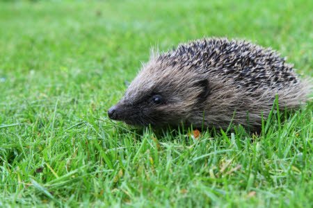 nationaltrust's tweet photo. Gaps under your fences make for a hedgehog highway – find out how to make your garden more wildlife friendly: https://t.co/QC6SLDlhus https://t.co/voNP0Pl9Yy