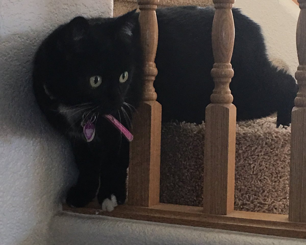 BellaRavenKitty's tweet photo. i find this new place endlessly fascinating and full of pawsabilities. https://t.co/BawuWvlahC
