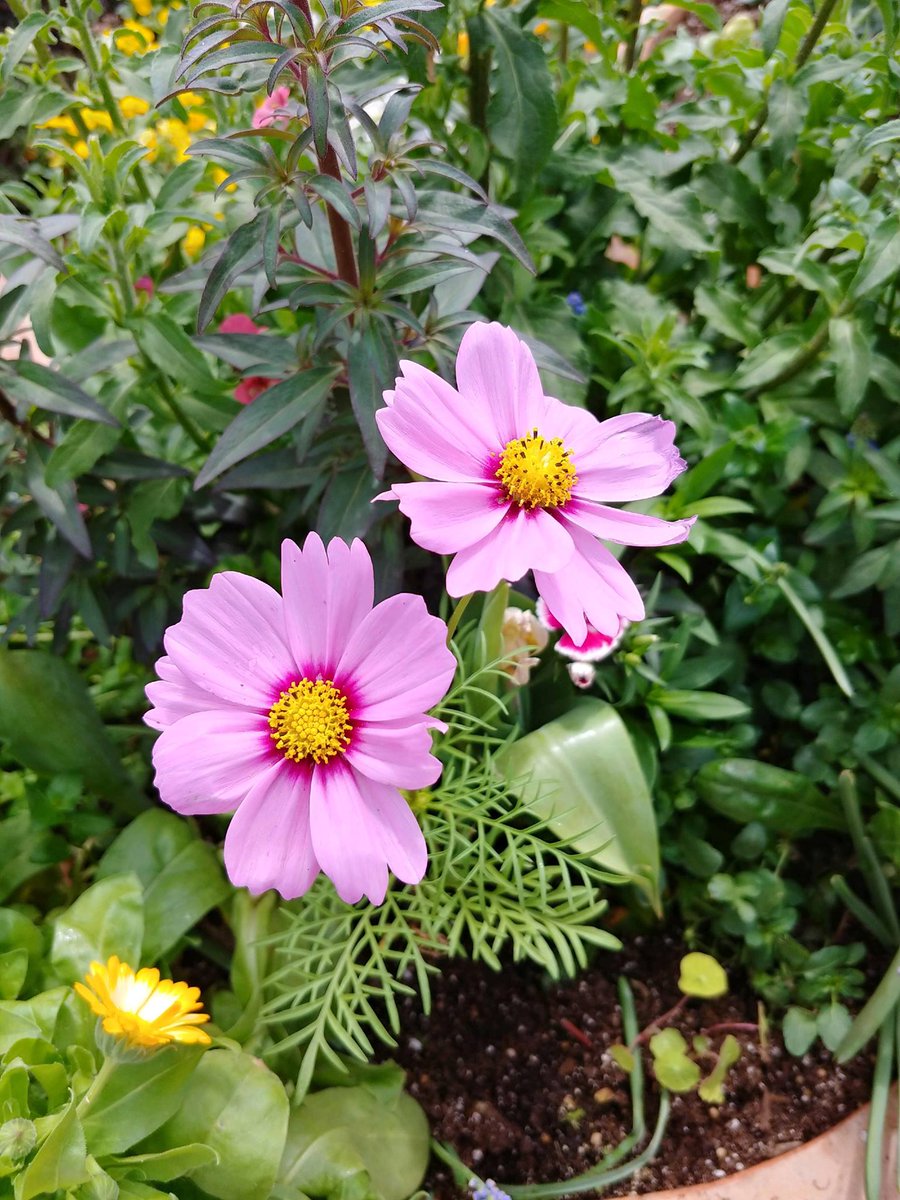 The Garden is open Easter weekend! Bring the family Friday, Saturday, and Sunday 9am-5pm. Enjoy a brunch at Rosella at the Garden and then take a stroll to see what's blooming. <a href="/Rosella_TX/">Rosella Coffee & Wine</a> #Easter #sabotgarden #brunch #sanantonio #whatsblooming