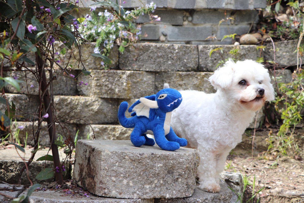 Bancroft Pet Shop Twitter