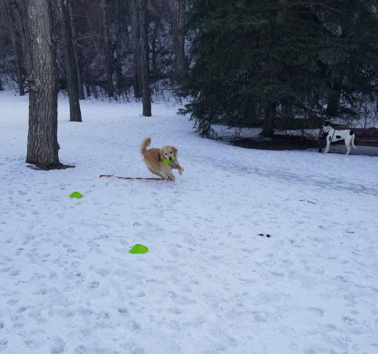 CleverCanines's tweet photo. We had some fun in the park today for National Take a Walk in the Park Day! We set up some challenges for the dogs in walkabout - we also had some improvised chase games! #takeawalk #walkthedog #yycdogs #walkabout https://t.co/WkhYoFs8jX