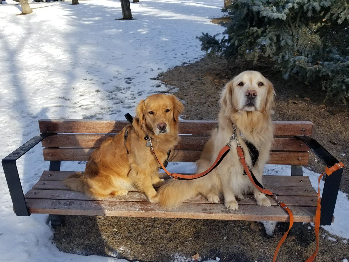 CleverCanines's tweet photo. We had some fun in the park today for National Take a Walk in the Park Day! We set up some challenges for the dogs in walkabout - we also had some improvised chase games! #takeawalk #walkthedog #yycdogs #walkabout https://t.co/WkhYoFs8jX