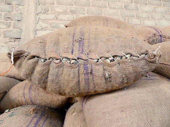 Caro Nut tweet media