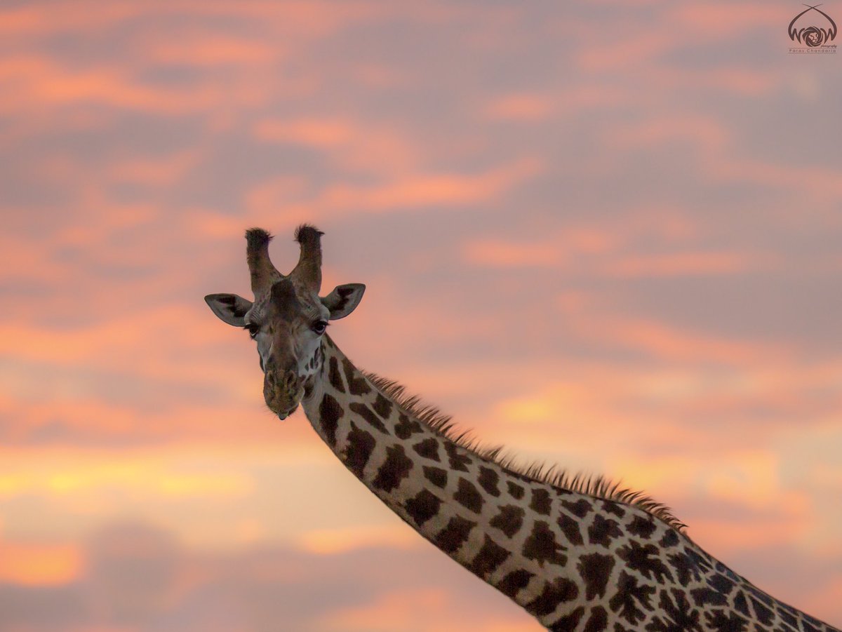 ParasChandaria's tweet photo. A Colorful Portrait
Nairobi National Park, Kenya
#worldofthewild #wow #kenya #magicalkenya #whyilovekenya #nairobi #inmybackyard #nairobinationalpark #magic #love #africageo #wild #wildlife #portrait #tall #reroutesgr #savennp #giraffe #colours #colorful https://t.co/nHr8kMrtxv