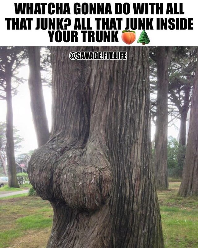 SavageFitLife1's tweet photo. Damn, bruh; that tree trunk looking thick af right now 😏
.
.
.
#savagefitlife #bodybuilding #bodybuilder #lifting #fitness #memes #workout #motivation #gymmotivation #fitnessmotivation #bodybuildingmotivation #workoutmotivation #fitnessjourney  #sava… https://t.co/7NpPdxymml https://t.co/77TdsvqSrp
