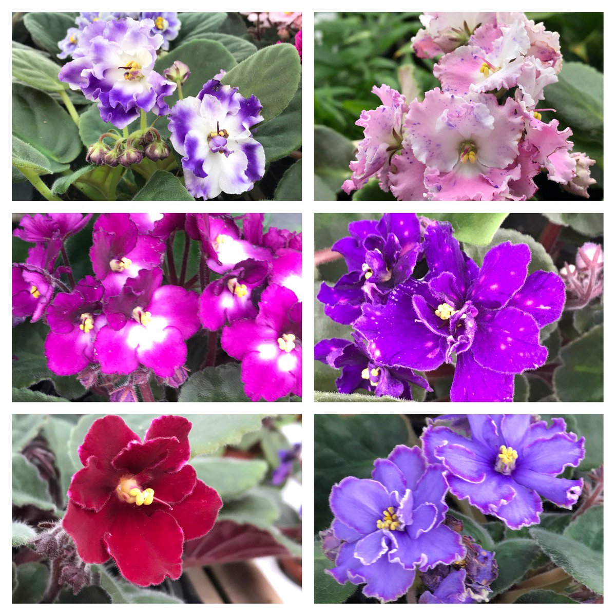 Echters's tweet photo. Violets are one of the easiest indoor flowering plants to grow. Few plants bloom as readily.  Check out a few from our latest shipment. #notyourgrandmasviolets https://t.co/ADnuvod3Vd