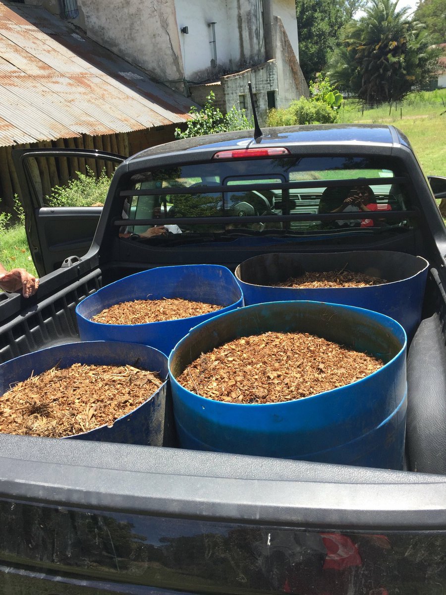 RedCompostaje's tweet image. ¡Hola Compostadores!😉 Estamos trayendo buen estructurante para las composteras, a no desesperar. 🐞🍃 ¡Que anden bien! 👋

redcompostaje.org.ar 🐛

#RedCompostaje 🌱 #Compostaje #Compostar