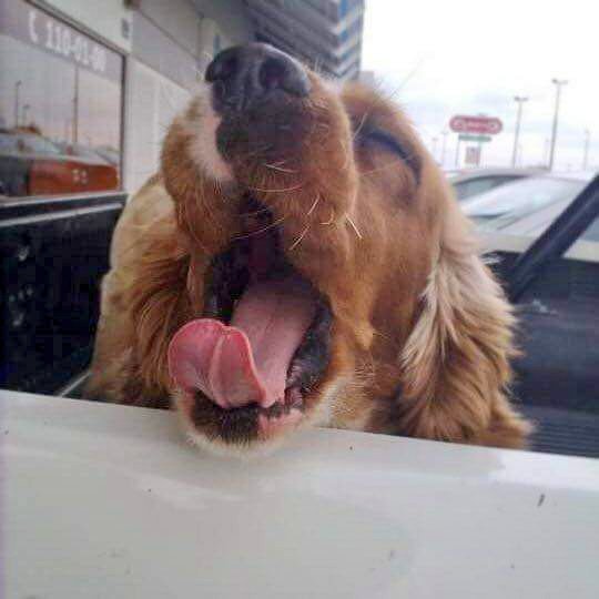 marioNu07's tweet photo. La vida hace tiempo nos hizo llegar un regalo hermoso, una angelita de 4 patas a la que llamamos Canela. Sin embargo esa angelita tuvo que partir al cielo hoy. Sé que jugaras con otros perritos donde estés y que serás tan feliz como lo eras aquí. Siempre te amaré gordita ♥️😔 https://t.co/abjD3tcuPm