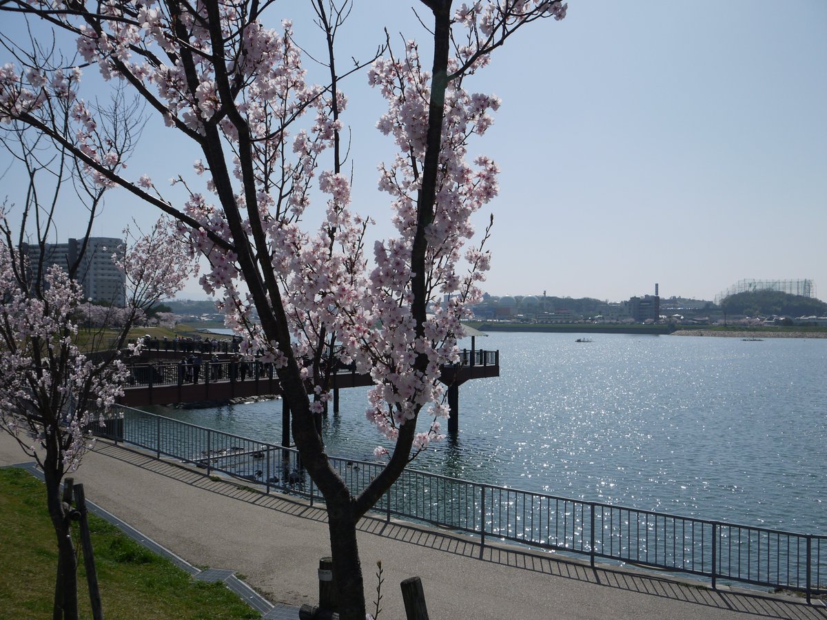 Some people celebrate cherry blossoms by going out with a group and drinking beer, eating snacks, and chatting on a picnic blanket in the park. Some take photos and share them. Some sit quietly and watch.Provided you're respectful, there is no wrong way to enjoy beauty.