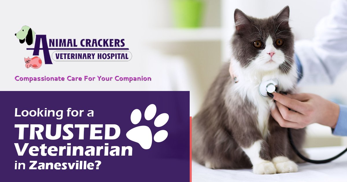 Animal Crackers (AnimalCrackerVH) / Twitter