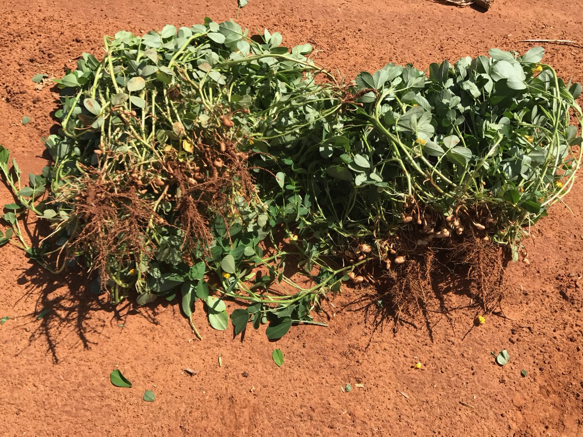 GlobalAgSmarte's tweet photo. This #SmarteRoot system was installed on a #farm in #Texas. Ask us how our system can improve your #pivotirrigation watering system.

#waterconservation #agricultureirrigation #Texaswater #savingwater https://t.co/BDfnay3Uqe